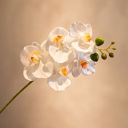 Ветка орхидеи, IST-038, 45 см, белый - изображение 1
